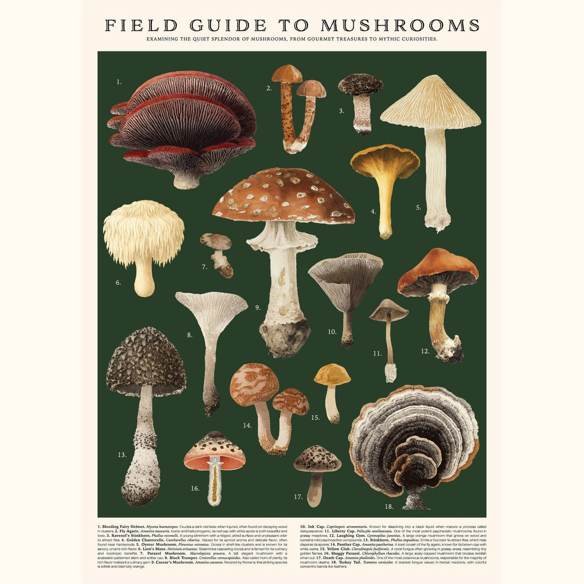 Mushrooms Puzzle – 500 Pc Tube with Vintage Illustrations