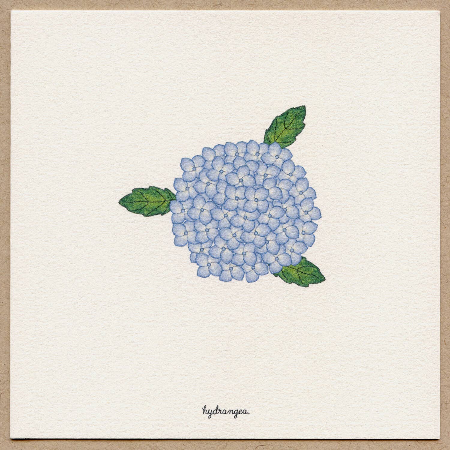 Hydrangea-Greeting Card.