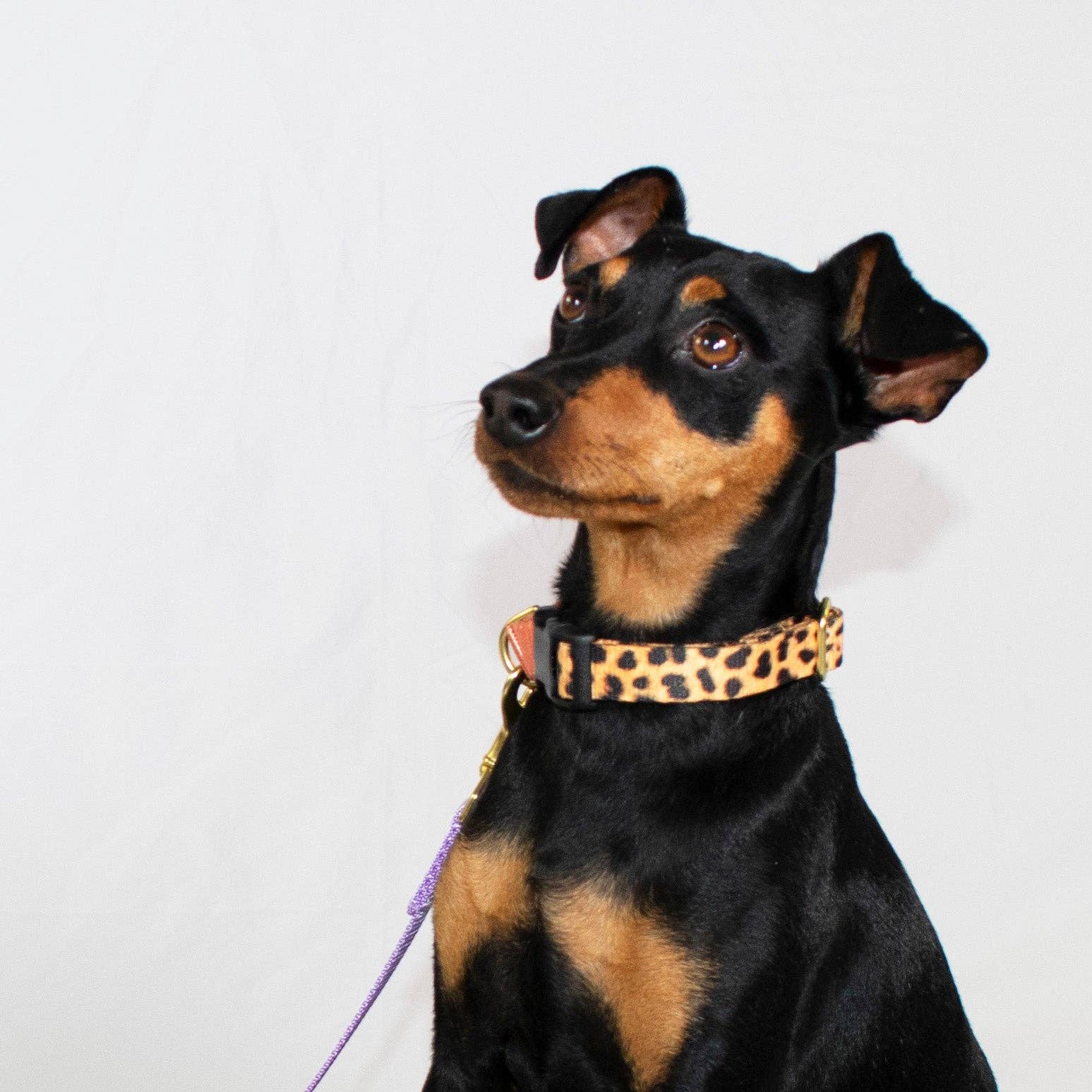 Martingale Collar / Leopard + Peach