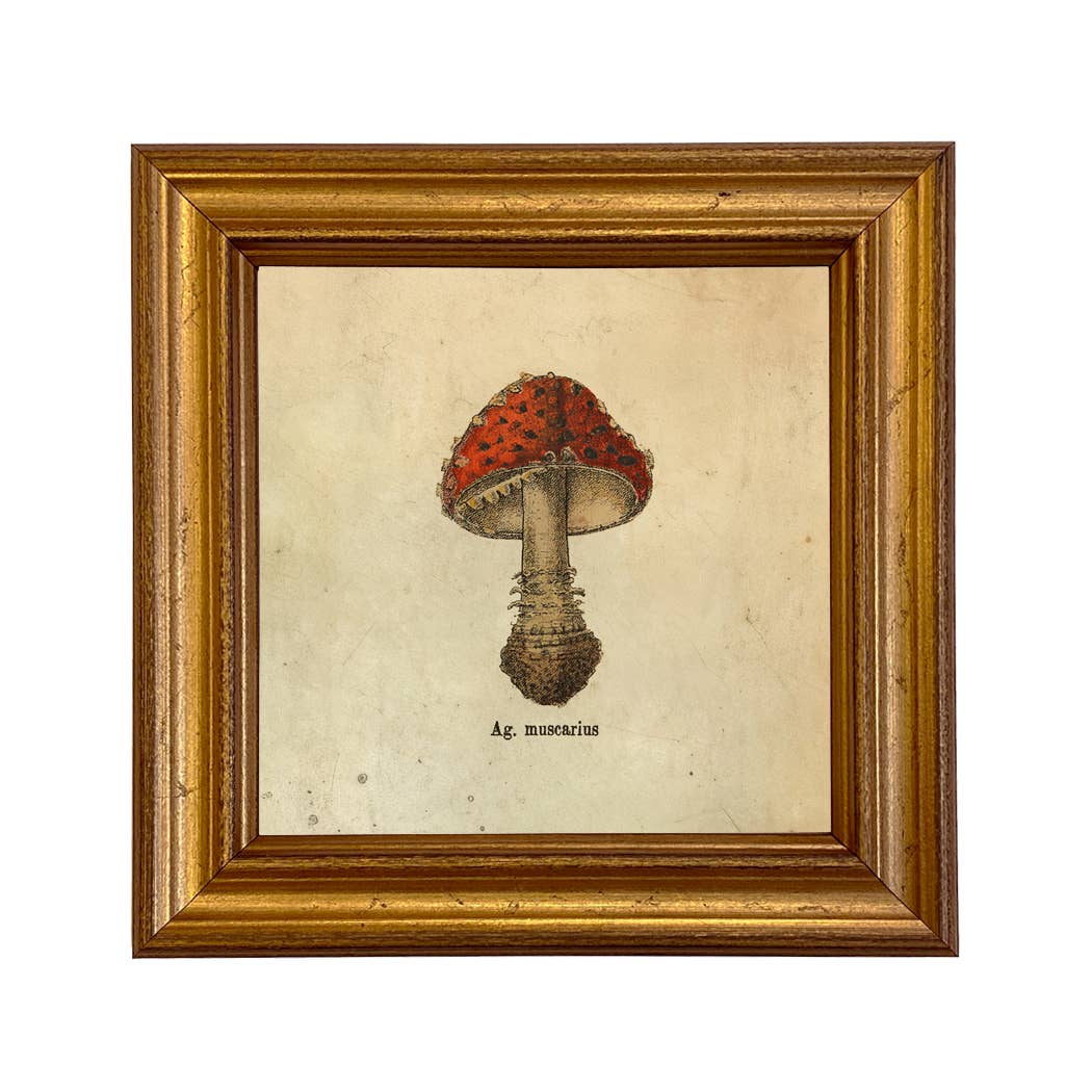 Ag. Muscarius Mushroom Vintage Style Illustration Print