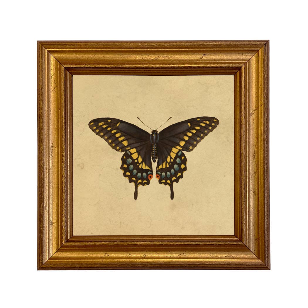Eastern Black Swallowtail Butterfly Vintage Style Art Print