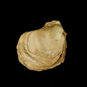Michael Michaud Table Art - Oyster with Pearls Box