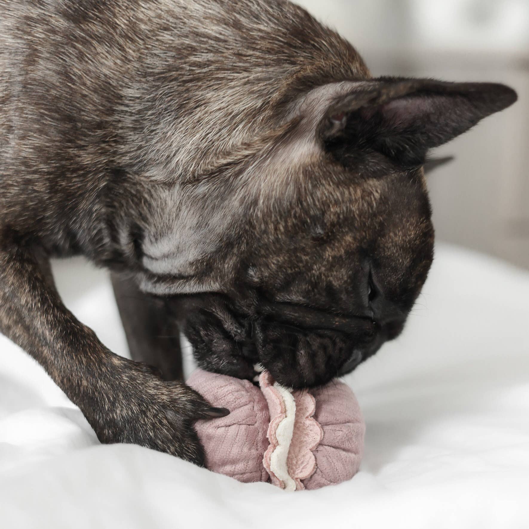PETITE TWO // ENRICHMENT DOG TOY // snuffle + burrow Set