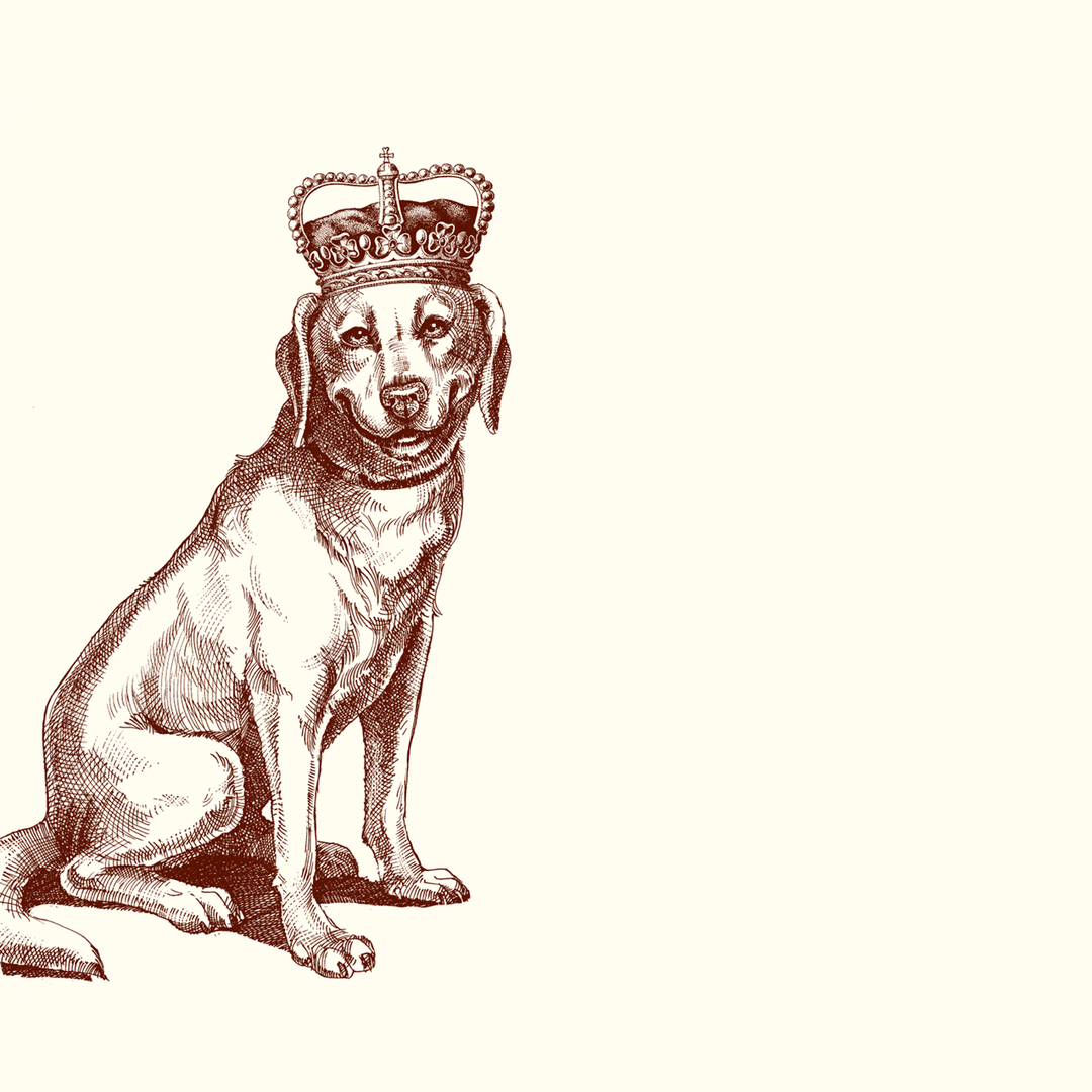 Royal Labrador Retriever A6 Notes
