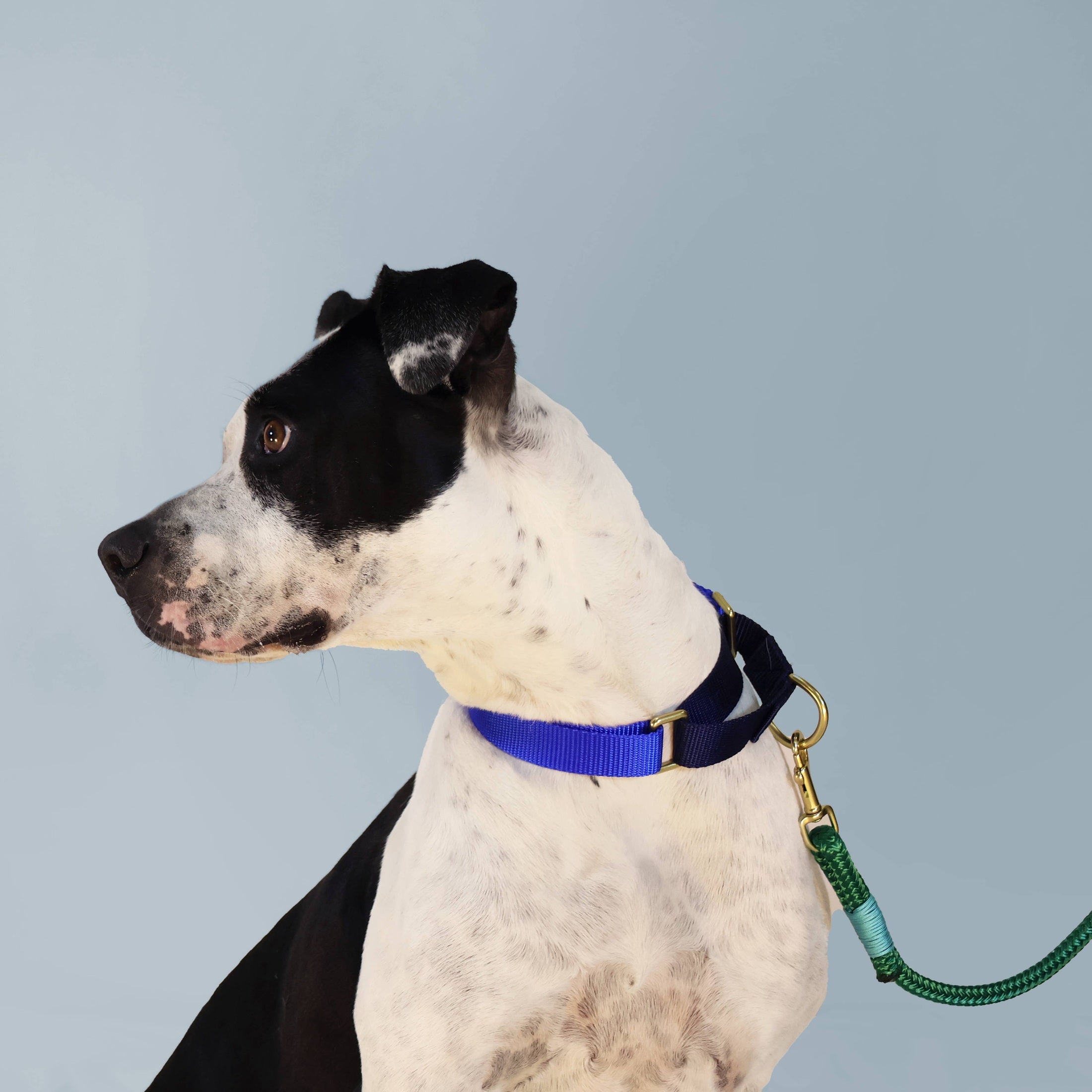 Rope dog leash