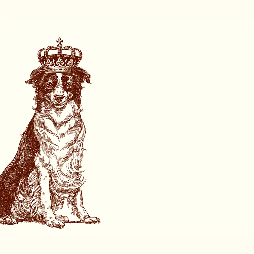 Royal Border Collie A6 Notes