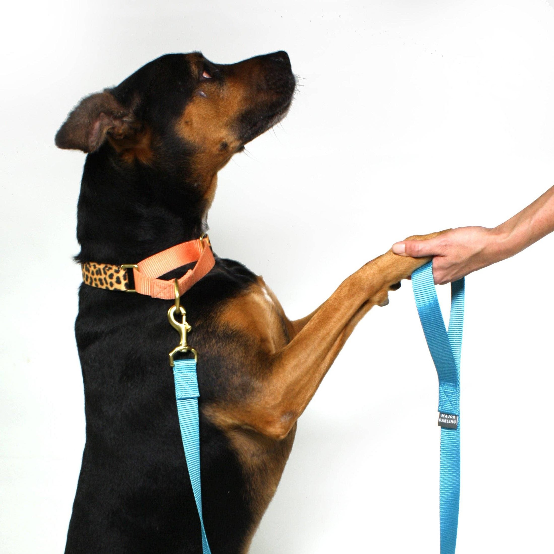 Martingale Collar / Leopard + Peach