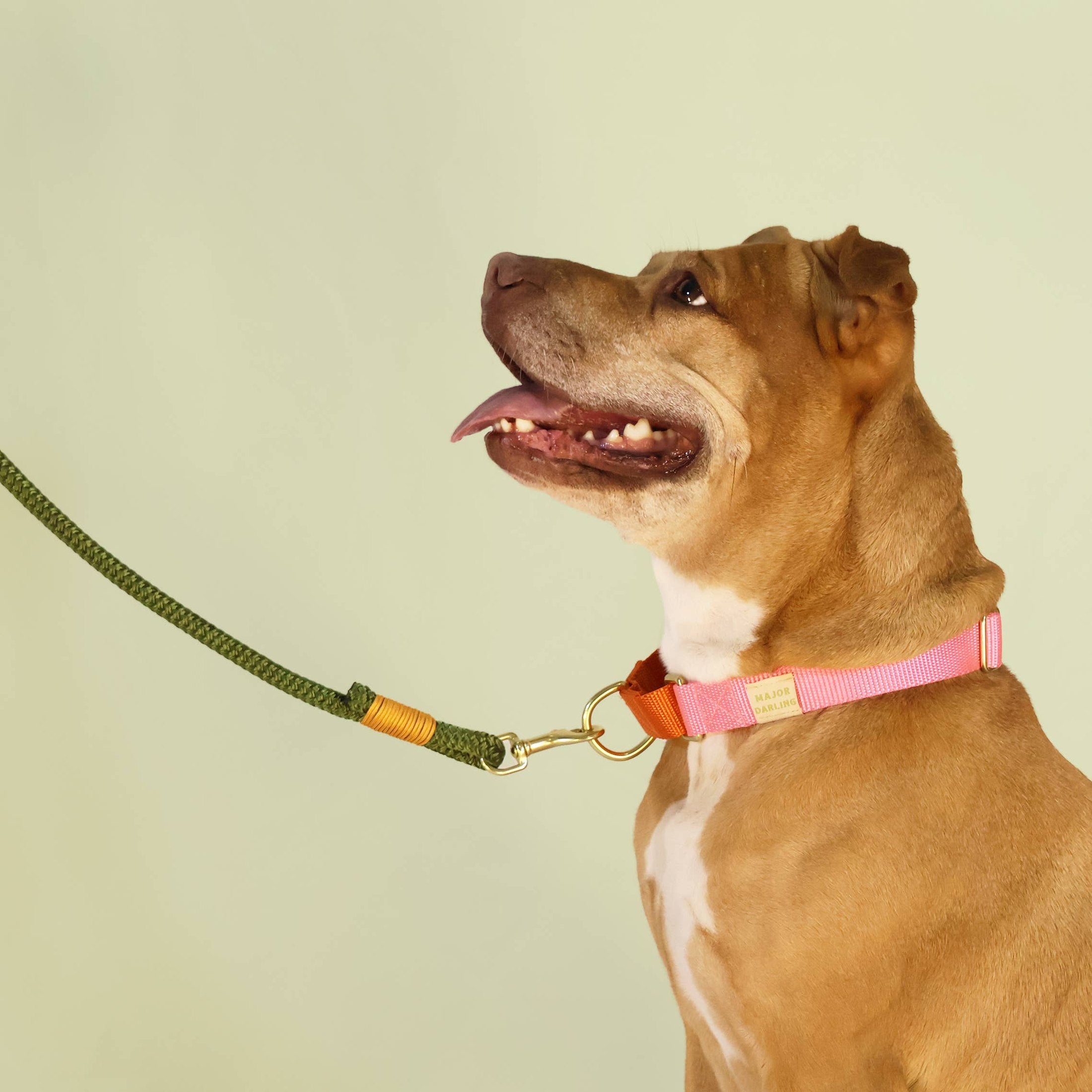 Rope dog leash