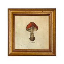 Load image into Gallery viewer, Ag. Muscarius Mushroom Vintage Style Illustration Print
