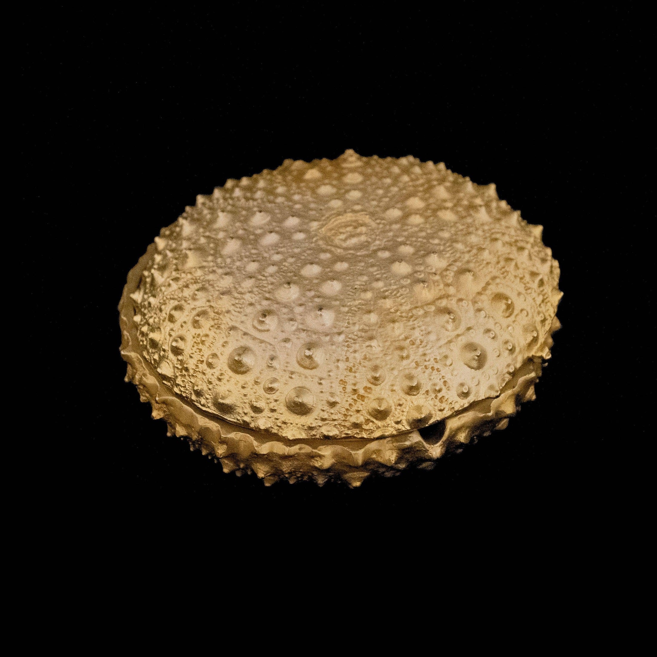 Sea Urchin Box