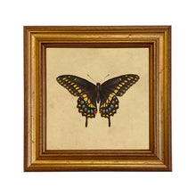 Load image into Gallery viewer, Eastern Black Swallowtail Butterfly Vintage Style Art Print
