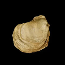 Load image into Gallery viewer, Michael Michaud Table Art - Oyster with Pearls Box
